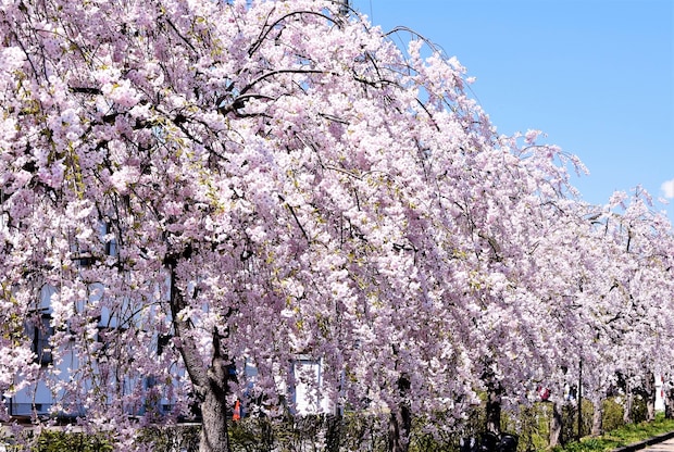 「しだれ桜・八重桜」の穴場な名所ランキング！　2位は「MIHO MUSEUM」、1位は？