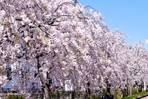 「しだれ桜・八重桜」の穴場な名所ランキング！　2位は「MIHO MUSEUM」、1位は？