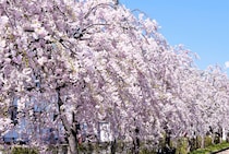 【画像：ランキング8位～1位を見る】