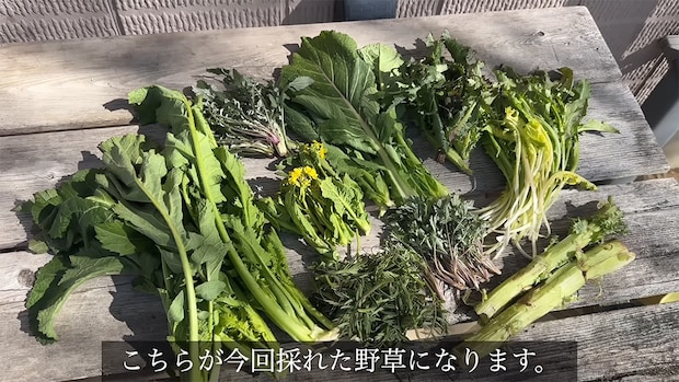 河川敷の雑草を料理してみると…… 目からウロコの完成品に反響「その辺の草とは思えない」「今度食べてみよう」