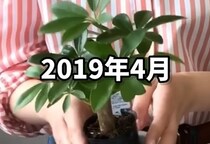 ダイソーで買った30センチの観葉植物が……　とんでもない“5年後の姿”に「庭に植えたら悲劇」「安易に買えない」