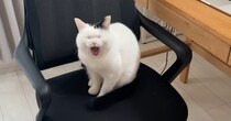 仕事部屋に入ってきた猫→イスに座り込んで……「最後こうなりました」　あるあるすぎる“まさかの結末”に「仕事にならねぇ！w」「幸せな闘争w」
