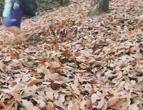 2匹の柴犬とお出かけ→大量の落ち葉を見つけると……　「これは！」まさかの光景に「お見事！」「可愛すぎてウルウルしちゃう」