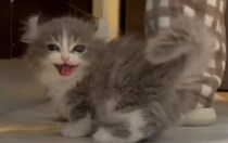 【動画】成長ビフォーアフター