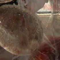 母「スーパーでしいたけ買ってきて」→息子が買ってきたのは……　「声出して笑った」まさかの購入品に「コレが売ってるスーパーがすごい」