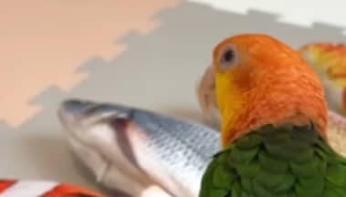 「悲しいご報告です」突然動かなくなった“魚”を見たインコが…… あまりにも予想外な光景に「こんな絵面見たことない」「切ないです」