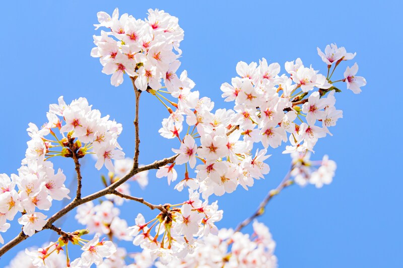 広島県の「花見の名所」！　一番行ってみたいのは？