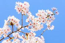 広島県の「花見の名所」！　一番行ってみたいのは？