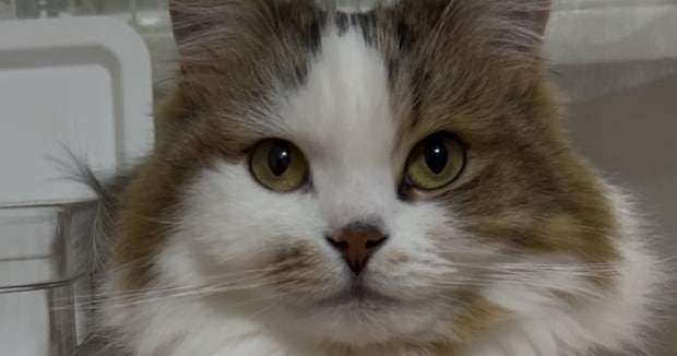 箱に入った猫ちゃん→首から下を見ると……「コレはビビるってww」 200万表示の“とんでもない光景”に思わず二度見「サイズ感バグってる」