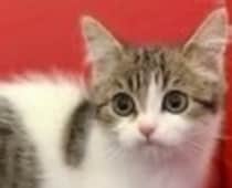 “ペットショップの売れ残り”だった子猫→成長すると……「ウワーッ」　大激変ビフォアフに「すーんごい美形」「残り物にはふくふく」