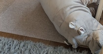 IKEAで「カバのぬいぐるみ」を購入→家に帰ると……「そうか」　一目ぼれの“理由”が一発で分かる1枚に「これは欲しくなる」