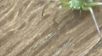 「ソックリ！」妻が夫に似てると言われた“まさかの生き物”に涙が止まらない「咳き込むまで笑いました」