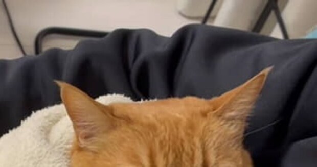 夫を略奪する“あざとい女子”の猫が“本妻だけに見せる表情”に爆笑 「ママさんを見る目よ!笑」「“泥棒猫”ですね」