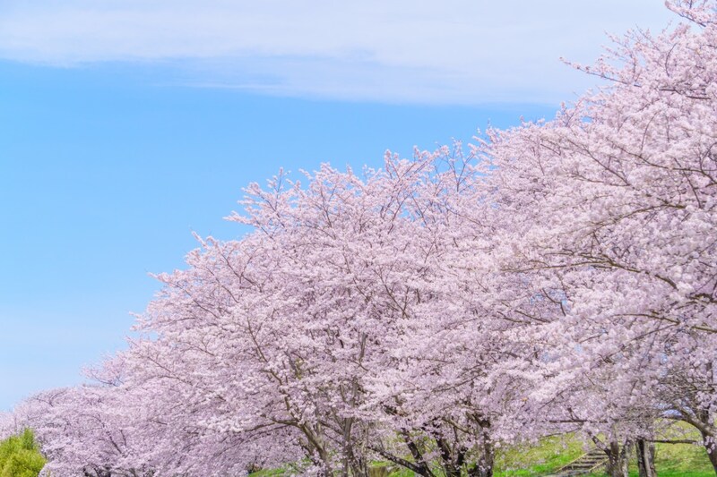 「三重県の花見の名所」花見をしてみたいと思うのはどこ？　江戸時代から名所として知られる景勝地などを紹介！