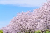 「三重県の花見の名所」花見をしてみたいと思うのはどこ？　江戸時代から名所として知られる景勝地などを紹介！