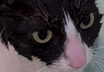 飼い主「こいつはきっと猫じゃない」　湯船にドカッと座る猫の姿に大反響「世界一魅力的なおっさん」「相当な風呂好きだわ」