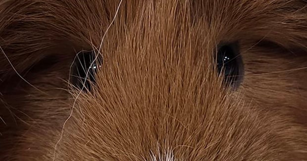 売れ残っていたモルモットをお迎え→「ディカプリオ」と名付けたら……　納得の姿が1600万表示「2度見どころではないww」「昔のキムタク」