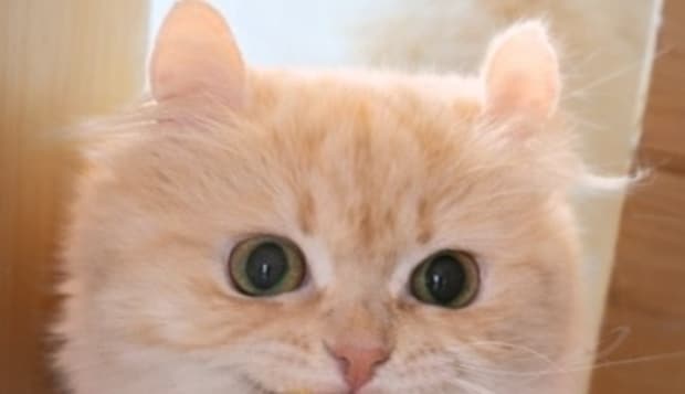 胃腸炎で寝込むママを“お見舞い”に来たうちの猫→くわえていたのは……　「イヤーもう感動」「泣けますね」