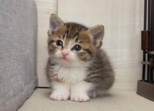 ミルクを求めて鳴いていた末っ子猫→数年後……　イケ猫に激変した“現在の姿”に「やばい」「あぁ～天使だぁ」