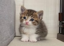 ミルクを求めて鳴いていた末っ子猫→数年後……　イケ猫に激変した“現在の姿”に「やばい」「あぁ～天使だぁ」