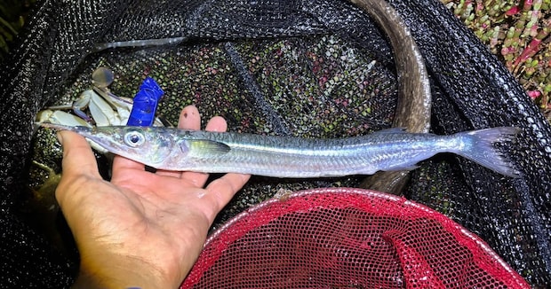 捕まえた魚→さばいてみたら……「これで天然なの!?」　目を疑う“まさかの中身”に「初めて見た」「すごい」