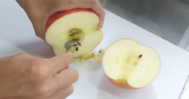 スーパーの果物21種類を植えて5年…… まさかの結果に「泣いた」「素晴らしすぎる」「植物って面白い」