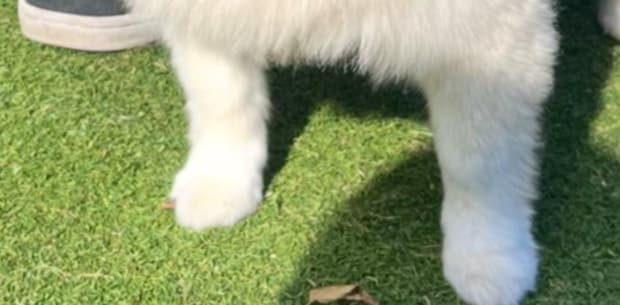 ドッグランで一歩も動かない愛犬→飼い主が様子を見ると…… まさかの表情に「尊すぎる」「しょうがないな」と110万表示