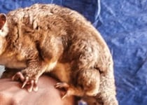 6000年前に絶滅した「哺乳類」が生きていた――　ニューギニアの密林で奇跡の再発見【海外】