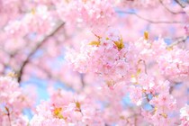 【画像：「佐賀県の花見の名所」12選を見る】