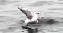 【動画】カモメの足に付いていたもの