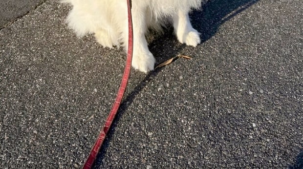 散歩中、小型犬にほえられたデカワンコ→ふと見ると……　感情ダダ漏れな姿に「元気だせよ」「わしゃわしゃ撫でてあげたいw」