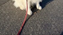 散歩中、小型犬にほえられたデカワンコ→ふと見ると……　感情ダダ漏れな姿に「元気だせよ」「わしゃわしゃ撫でてあげたいw」