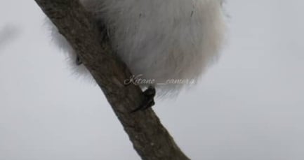 「涙出る」体重8グラムの“雪の妖精”→実は……雪の中で捉えたショットに「かわいいだけじゃないんですね……」　「本当にたくましい」