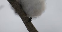 「涙出る」体重8グラムの“雪の妖精”→実は……雪の中で捉えたショットに「かわいいだけじゃないんですね……」　「本当にたくましい」