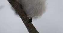 【画像】たくましいシマエナガ