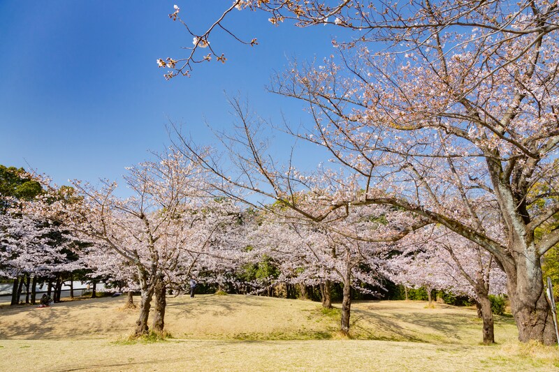 「桜の季節は格別」　埼玉県の“花見の名所な公園”に集まった高評価の声！「広いのでゆったり場所を確保できる」「トイレもすいておりのんびり」
