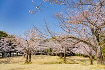 「桜の季節は格別」　埼玉県の“花見の名所な公園”に集まった高評価の声！「広いのでゆったり場所を確保できる」「トイレもすいておりのんびり」