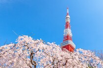 江戸時代から桜の名所として親しまれるスポットなどを紹介！　東京都の「花見の名所」10選！