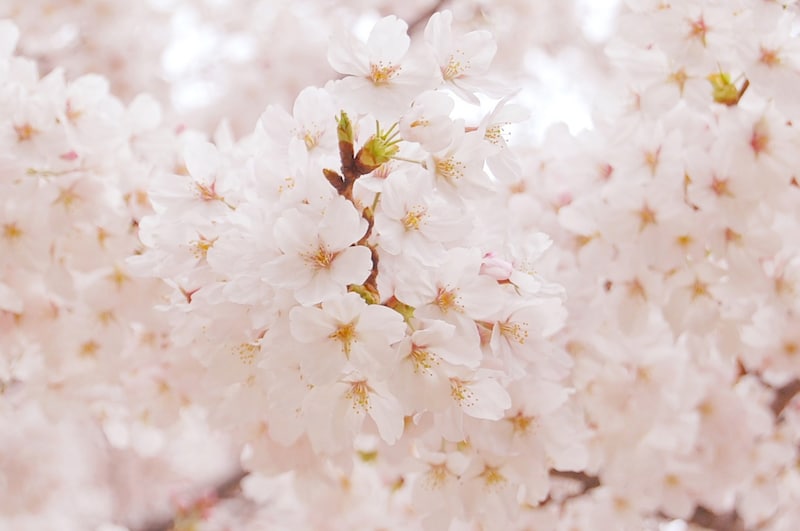 「長崎県の花見の名所」行ってみたい場所はどこ？　国指定天然記念物のオオムラザクラなどさまざまな桜が楽しめるスポットなどを紹介！