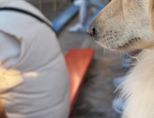 「刺激が強すぎた」水族館に犬を連れて行っただけなのに……思わぬ事態に発展し466万表示
