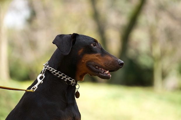 「最強にかっこいい犬種」ランキング！　2位は「秋田犬」、1位は？