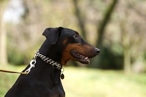 「最強にかっこいい犬種」ランキング！　2位は「秋田犬」、1位は？