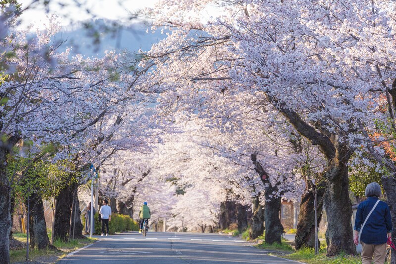 「桜がより身近に感じる」　埼玉県の“おすすめ花見の名所”は低めの並木が圧巻！「桜並木が1km以上続いていてとても綺麗」「桜と船が山間にマッチしてました」