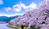 福岡県の「花見の名所」！　あなたが一番好きな場所はどこ？