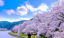 【画像：福岡県の「花見の名所」15選を見る】