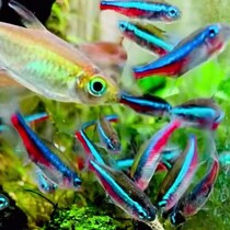 川で出会った1匹のサワガニ→熱帯魚たちが暮らす水槽へ入れたら……　半年後の姿に「わぁ！」「いい仕事してますね」