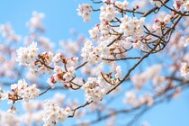 【画像：山口県の「花見の名所」10選を見る】
