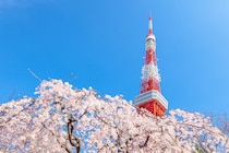 江戸時代から桜の名所として親しまれるスポットなどを紹介！　東京都の「花見の名所」10選！