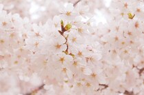 埼玉県の「花見の名所」10選！　一番行ってみたいのは？【人気投票実施中】