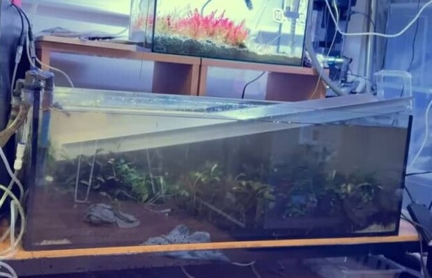 LEDライトを水槽に落としてしまった！→元エンジニアが急いで電源を抜いたら……　「おいマジか」驚きの結末に「ドキドキですよね」